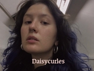 Daisycurles